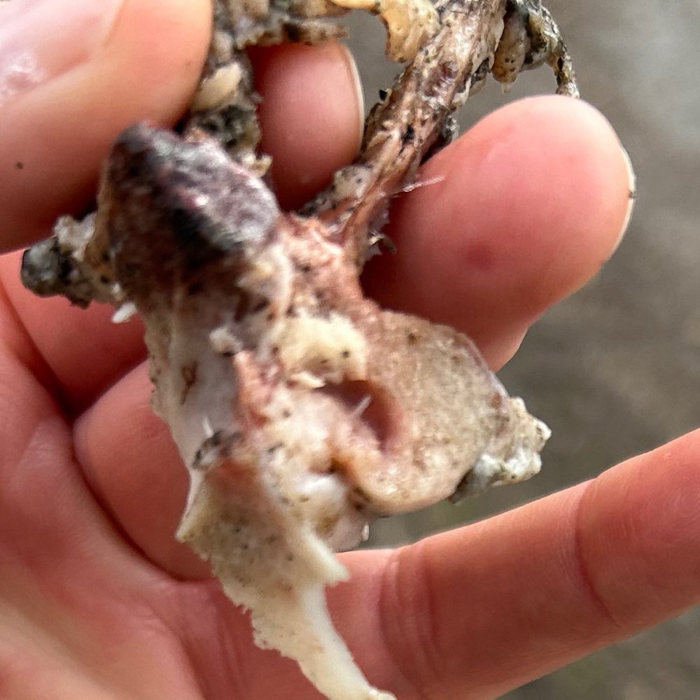 Giftköder-Fleisch und Knochenstücke-Profilbild