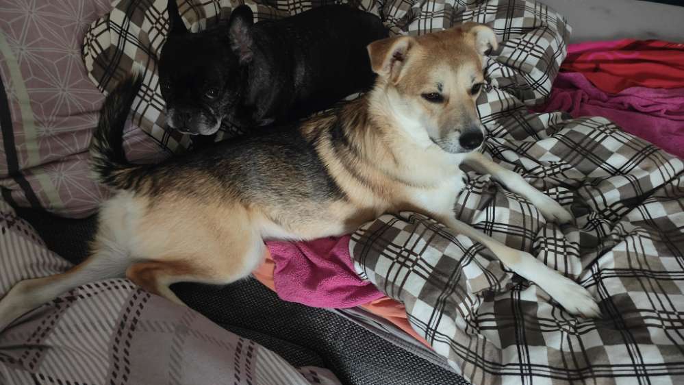 Hundetreffen-Langfristige Hundefreunden gesucht-Profilbild