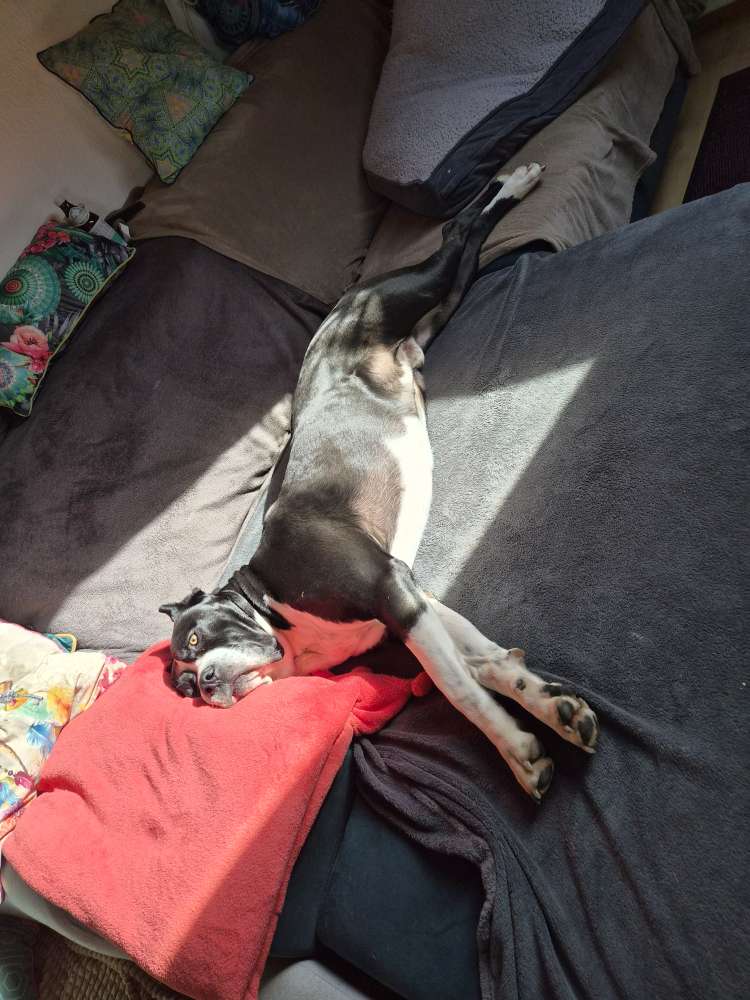 Hundetreffen-Gassi Kumpel gesucht-Profilbild