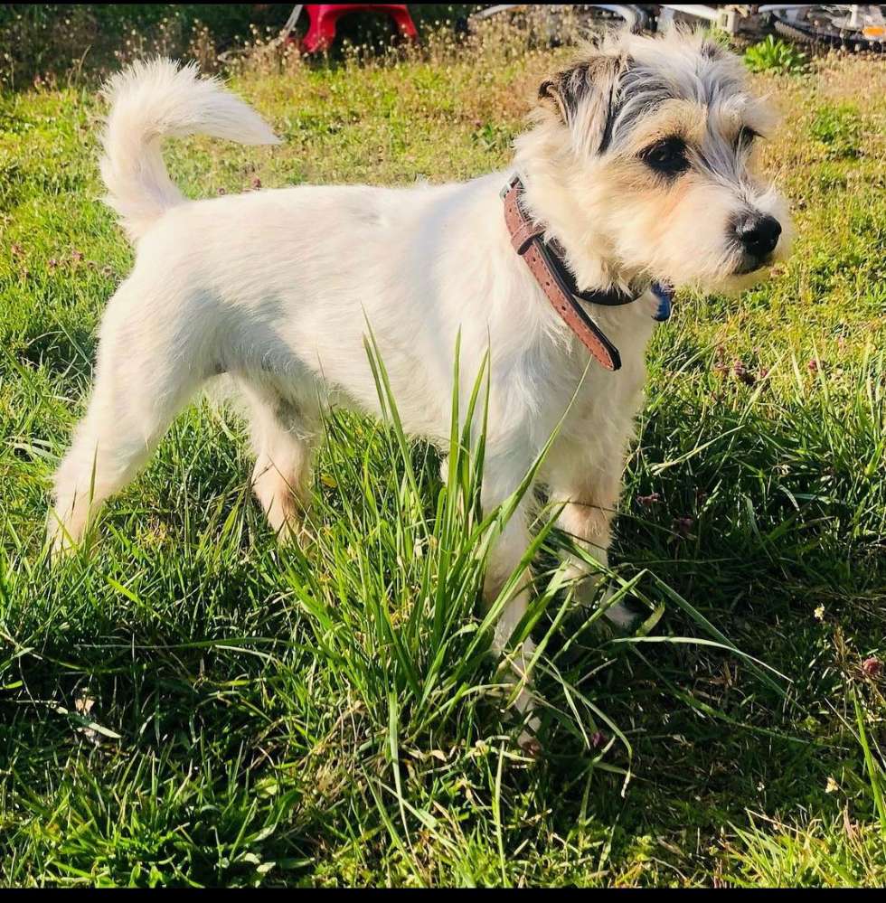 Hundetreffen-Spaziertreff-Profilbild