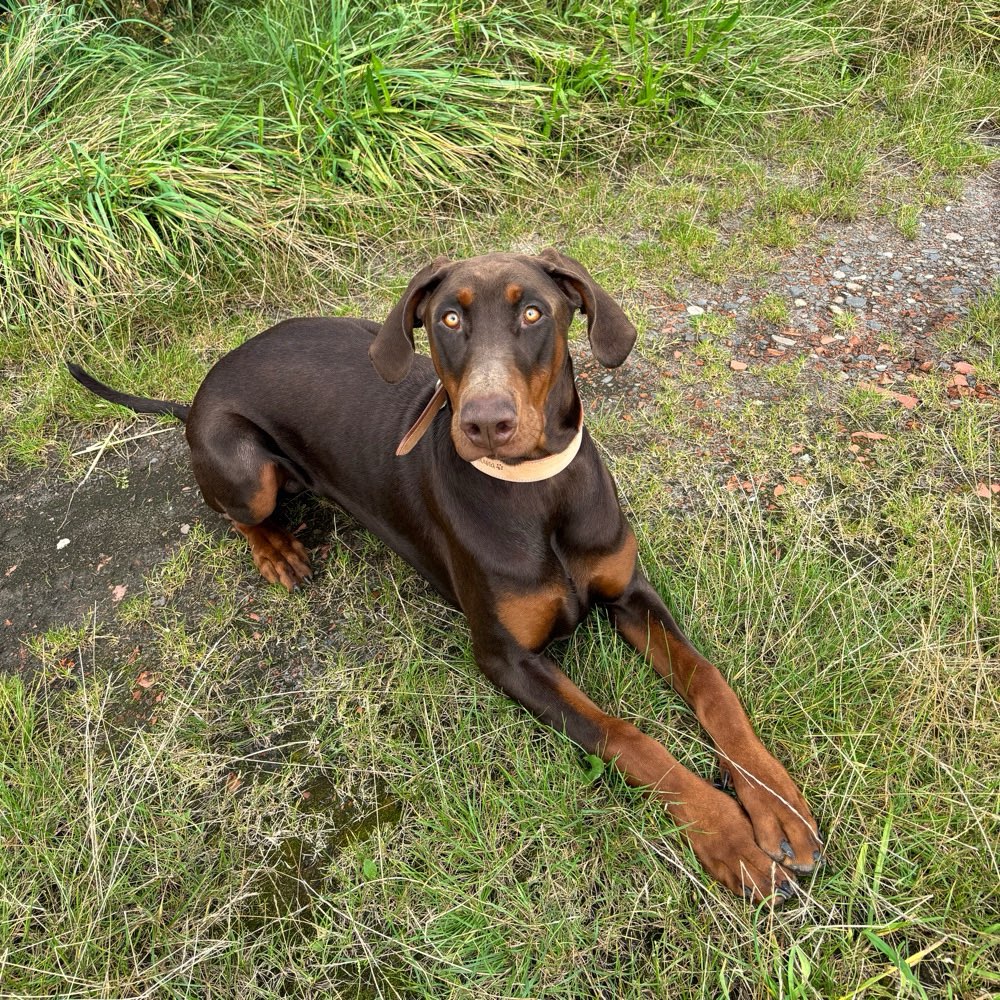 Hundetreffen-Hunde Spielstunde-Profilbild