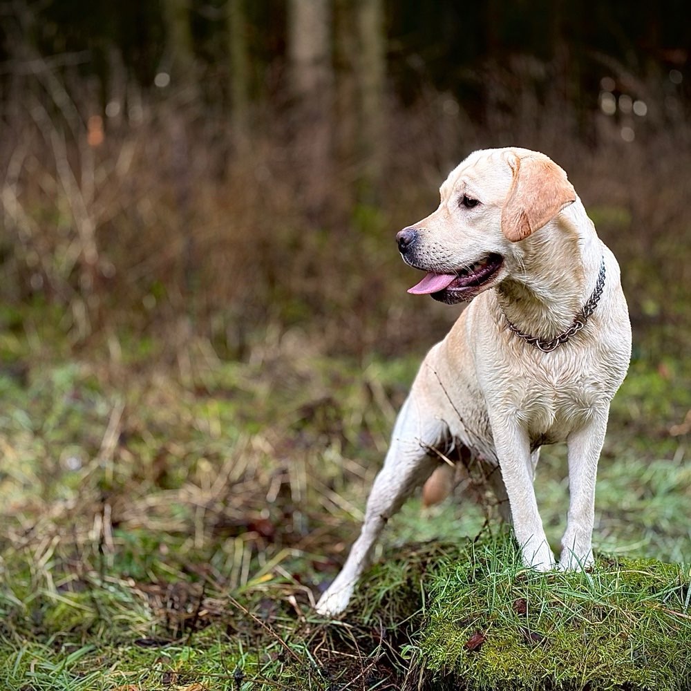 Hundetreffen-Spaziergang und Spiel-Profilbild