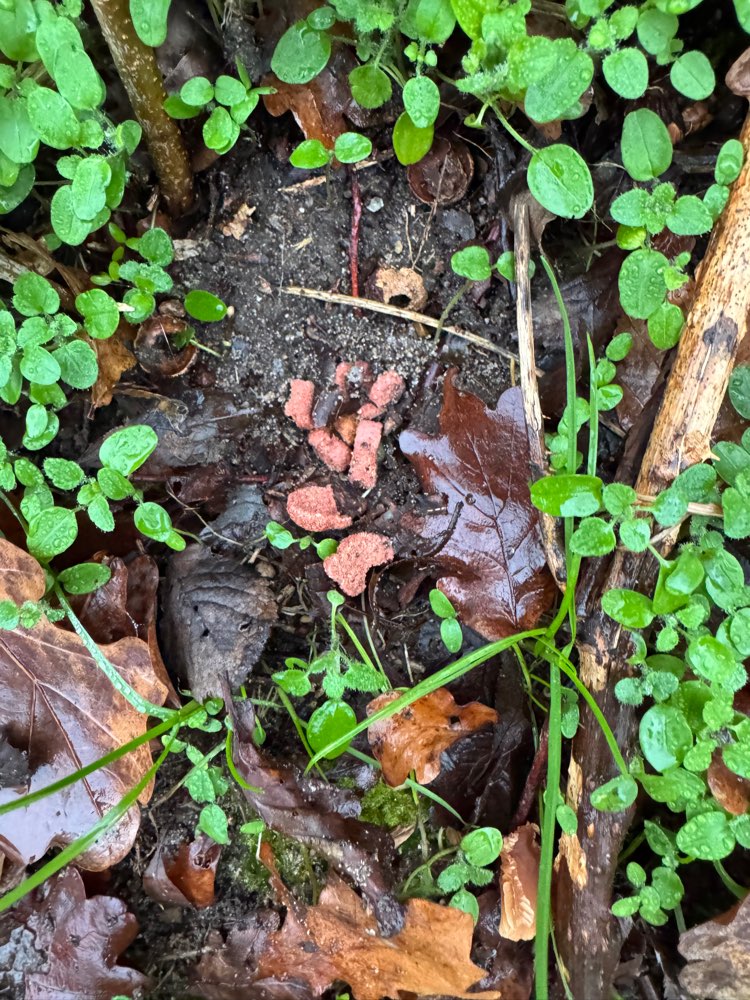 Giftköder-Merkwürdige, rötliche Krümel-Profilbild