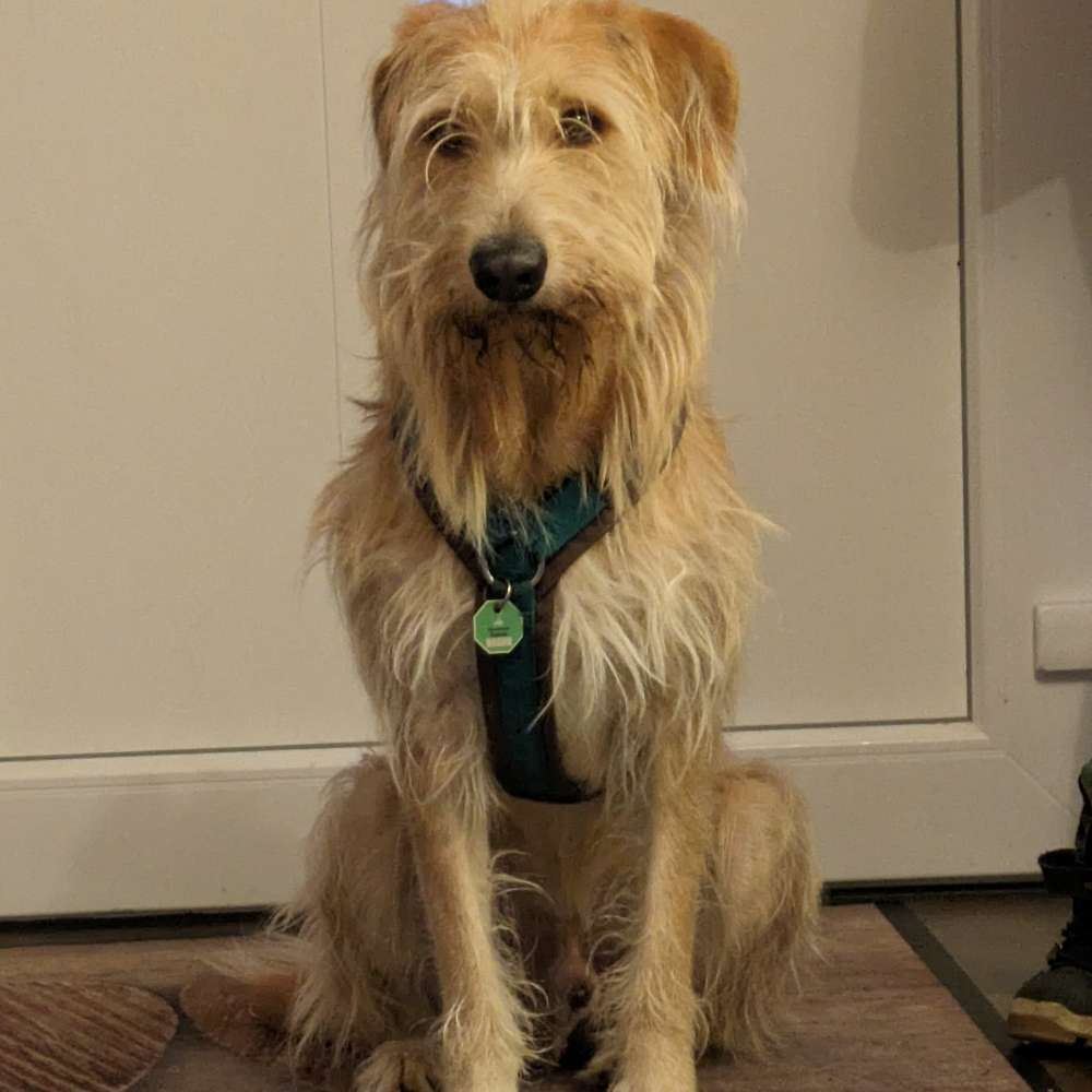 Hundetreffen-Training/Spaziergang-Profilbild