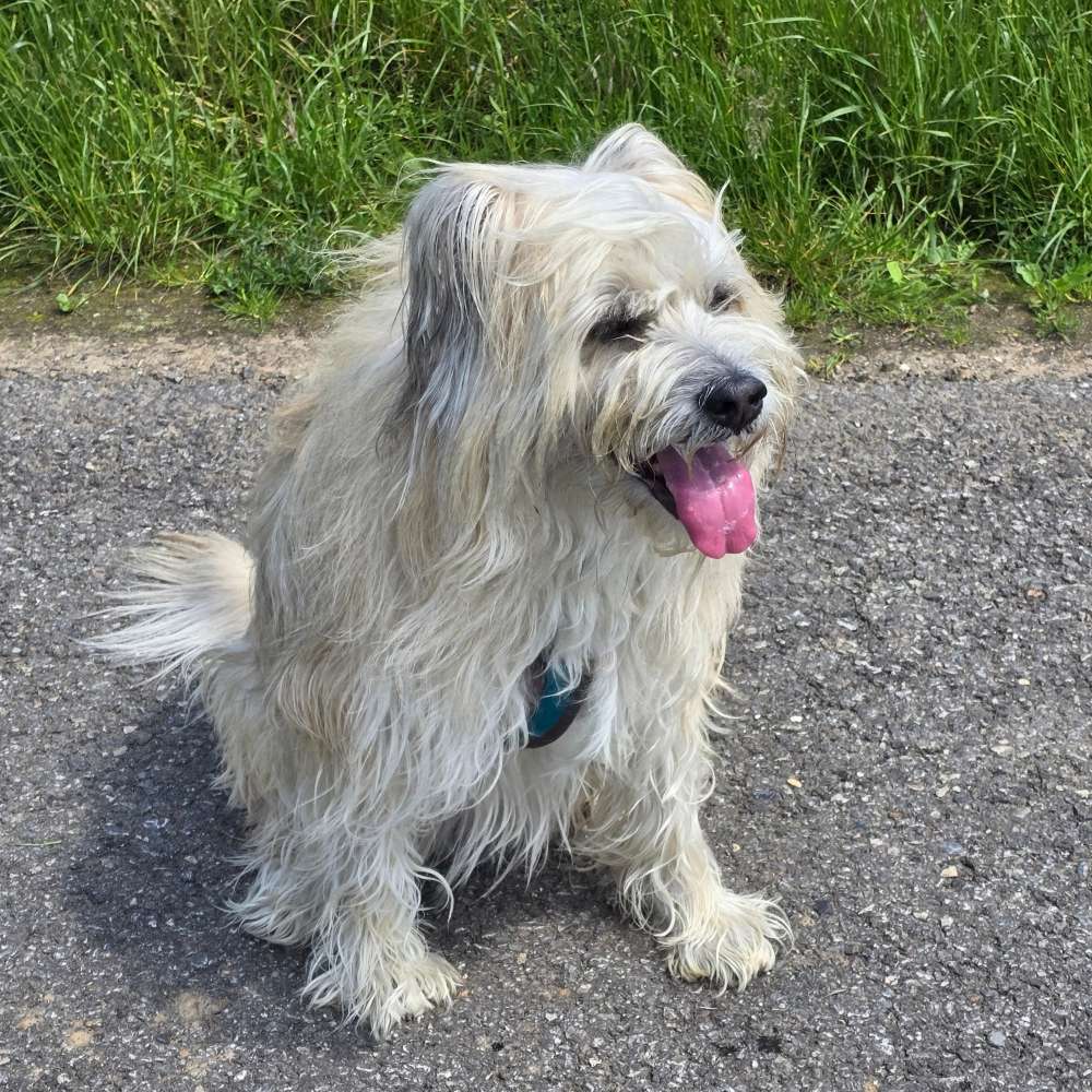 Hundetreffen-Gassirunde in Langerwehe-Profilbild