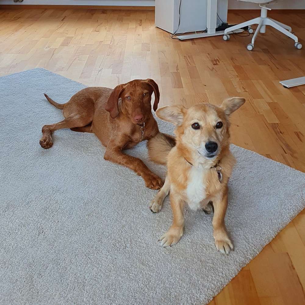 Hundetreffen-(Spontanes) Hundetreffen in und um Schwaig-Profilbild