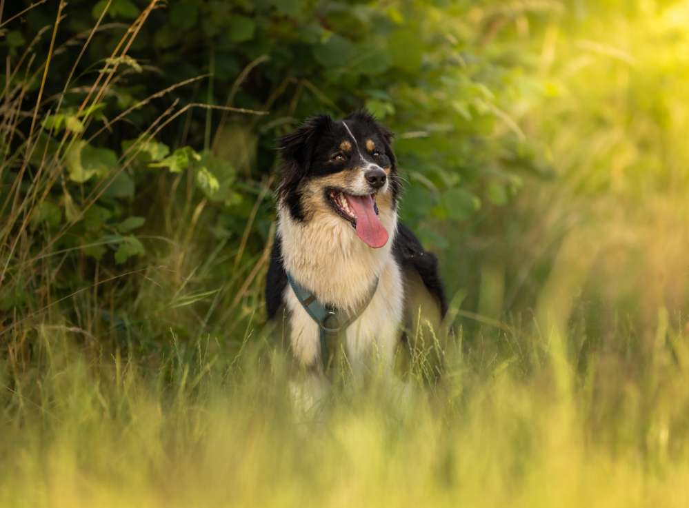 Hundetreffen-Spielerunde und Social Walk-Profilbild