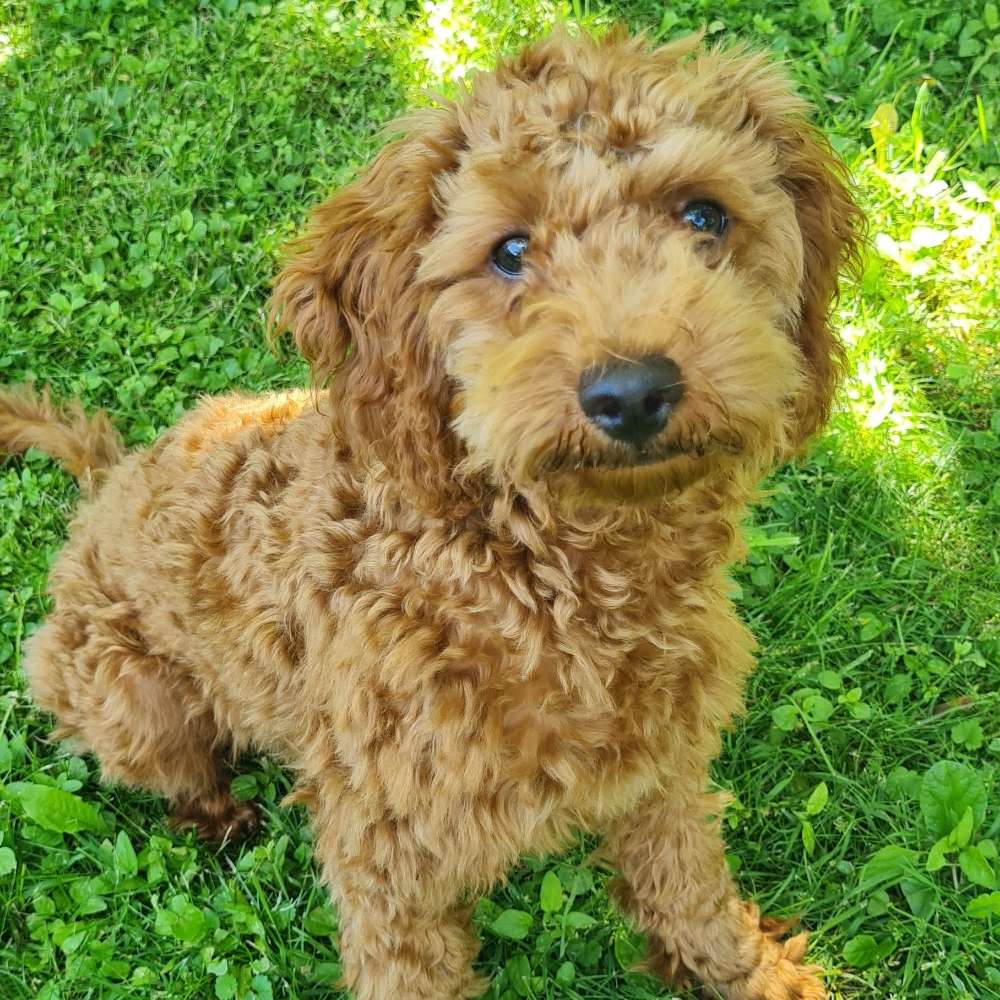 Hundetreffen-Welpenspielrunde oder gemeinsames Gassi Gehen-Profilbild