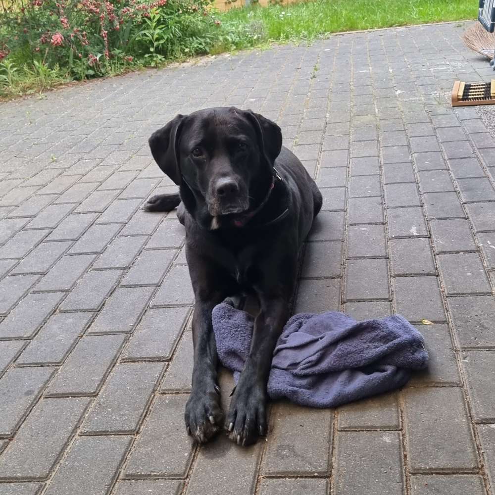 Hundetreffen-Suche ausgeglichene Hunde für Leinen Übungen-Profilbild