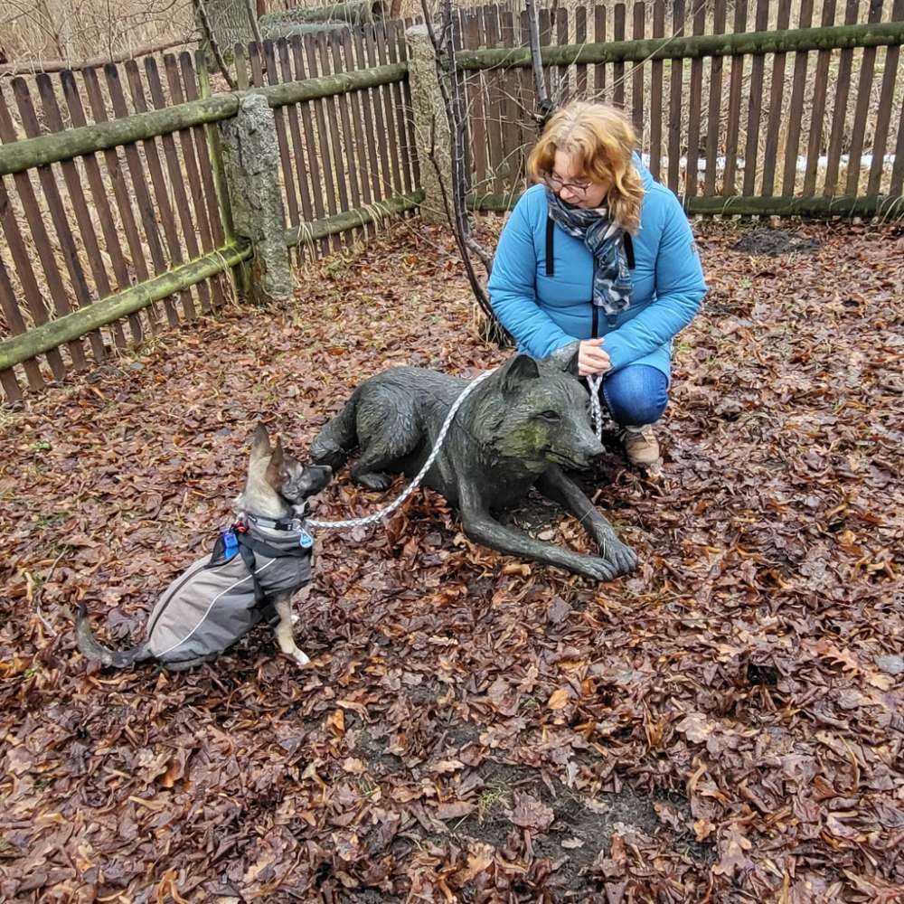 Hundetreffen-Hundekumpel gesucht-Profilbild