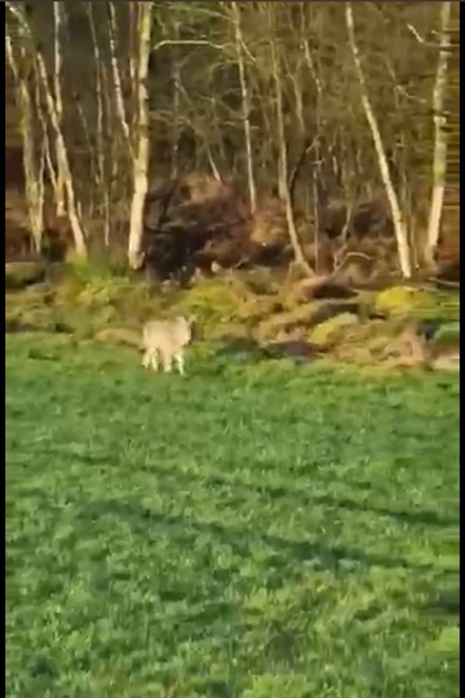 Giftköder-Wolfsichtung-Profilbild