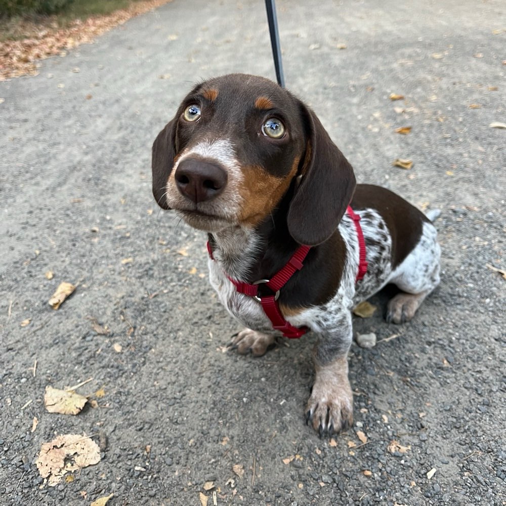 Hundetreffen-Gassi und Spielpartner gesucht, am besten Dackel oder kleine Hunde-Profilbild