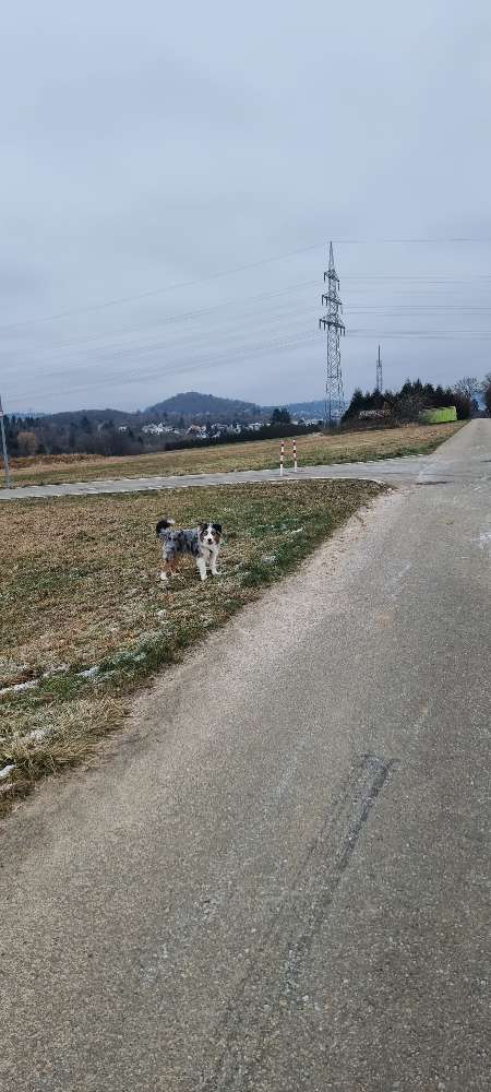 Hundetreffen-Suche Australien Shepard zum Treffen-Profilbild