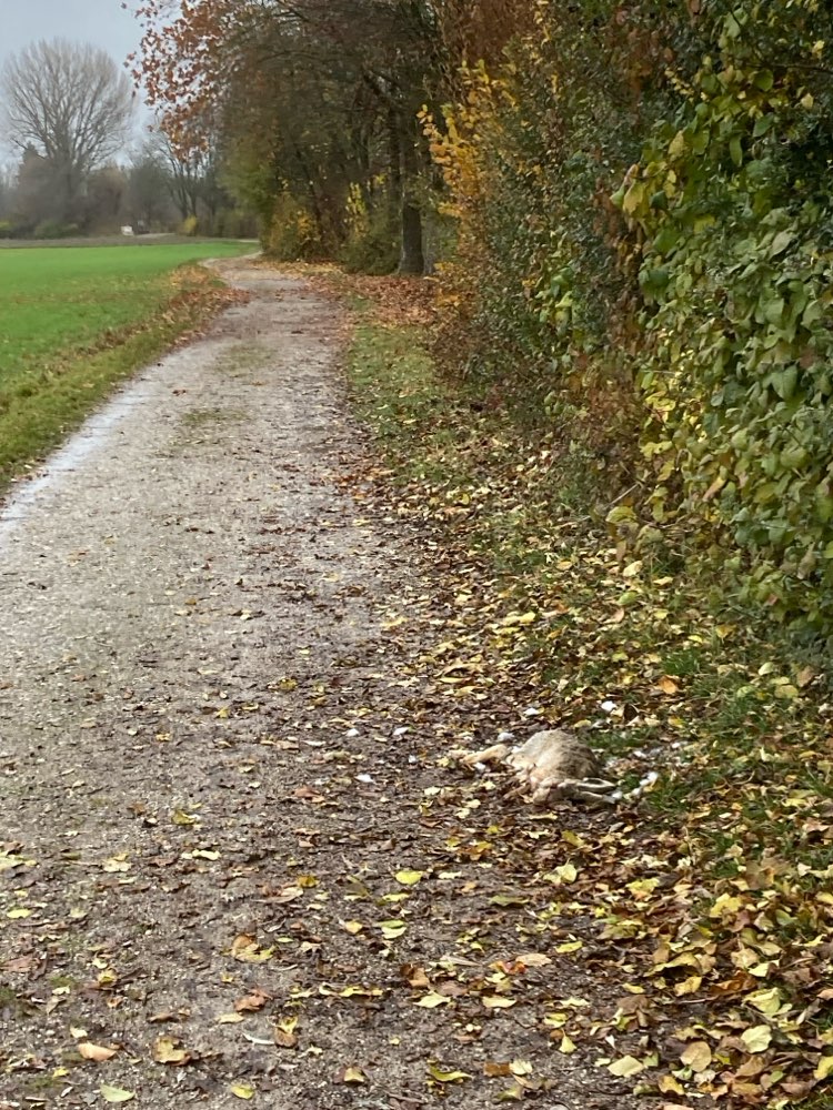 Giftköder-Tote Hase direkt am Weg-Profilbild