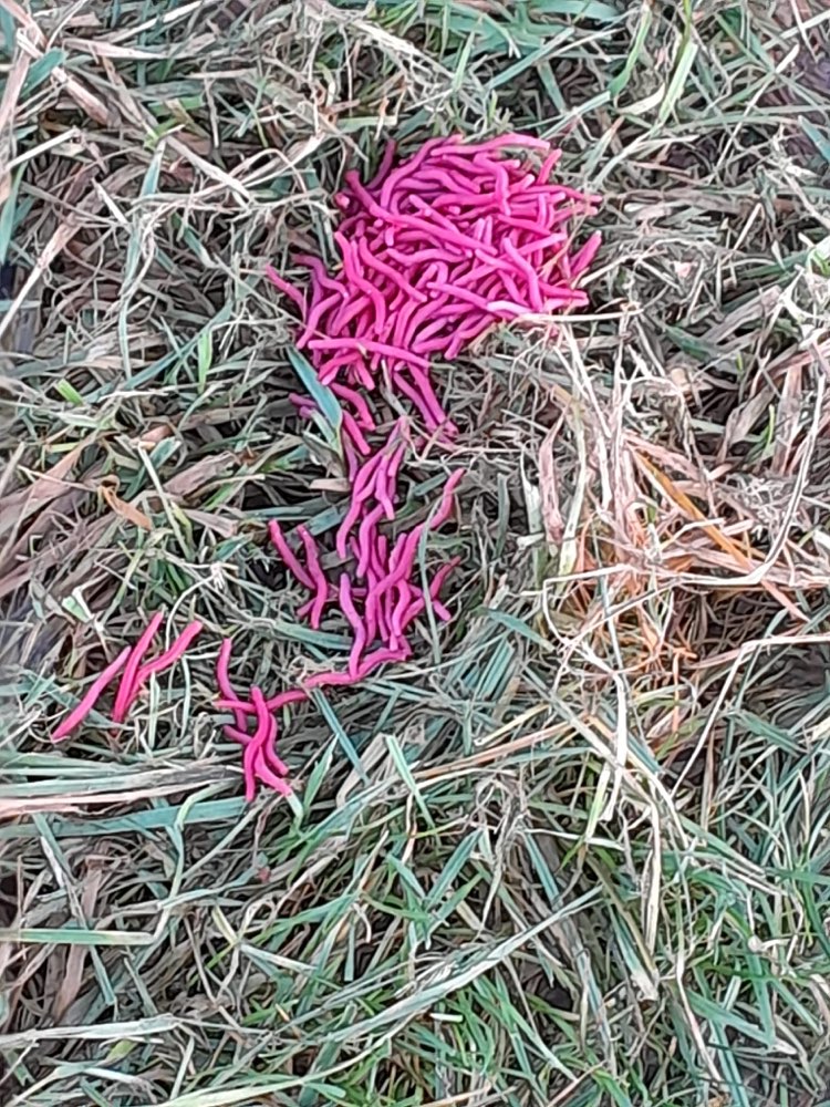 Giftköder-!Achtung! Evtl. Giftköder-Profilbild