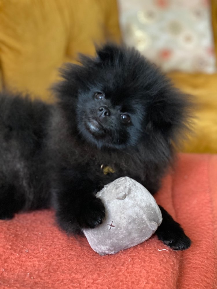 Hundetreffen-🐶Zwergentreff im Wedding-Profilbild