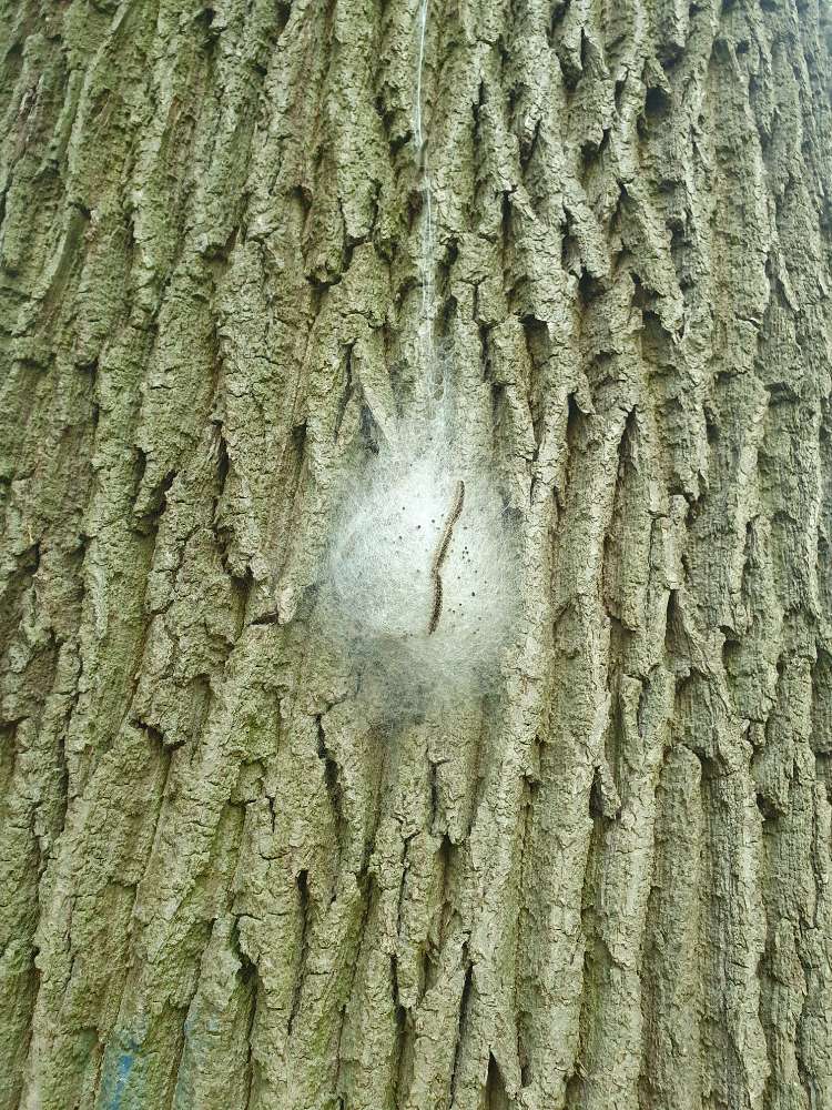 Giftköder-Eichenprozessionsspinner-Profilbild