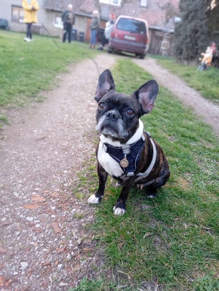 Hundetreffen-Gassi und Spiel Runden in Frohburg-Profilbild