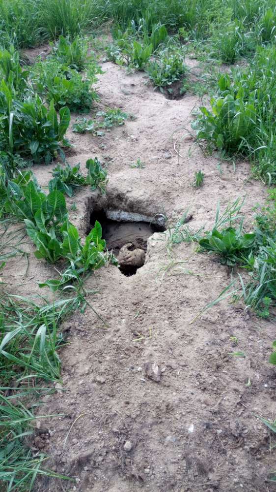 Giftköder-Tierkadaver-Profilbild