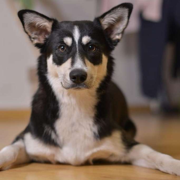 Hundetreffen-Hunde treffen jeder Rasse und jeden  Alters-Profilbild