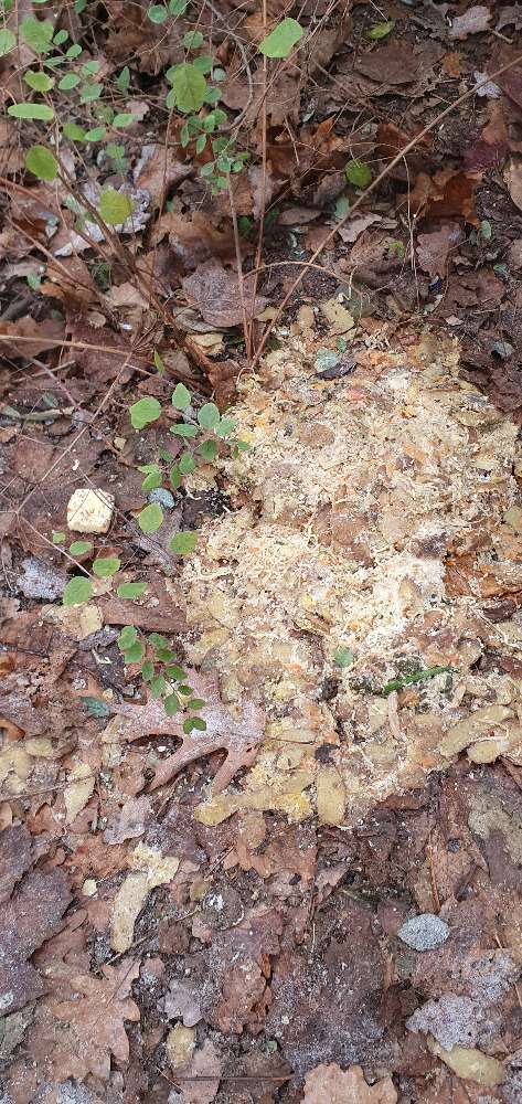 Giftköder-Giftköder-Profilbild