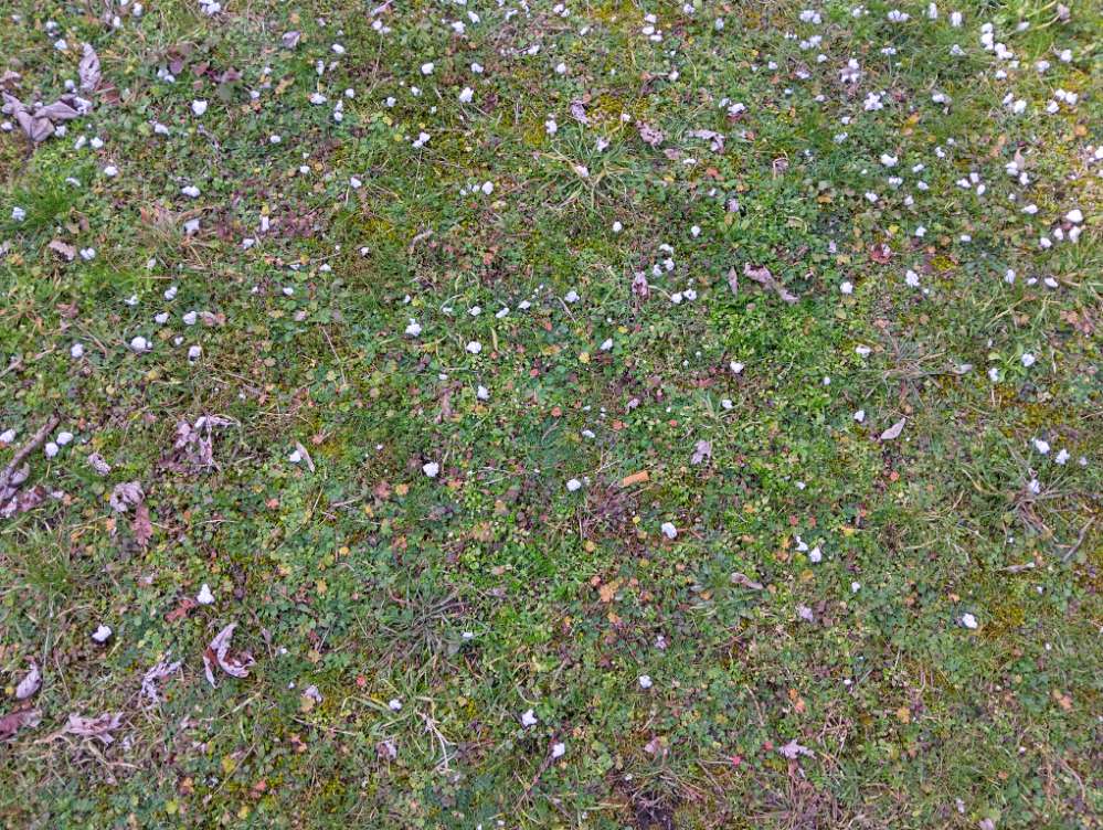 Giftköder-Alpha-Chloralose Rattengift-Profilbild