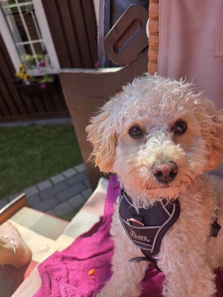 Hundetreffen-Suche andere kleine Pudel zum spielen-Profilbild
