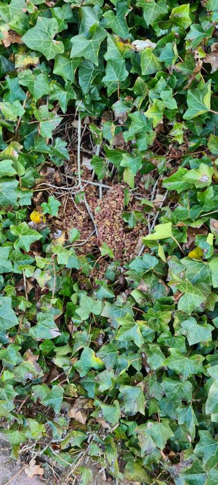 Giftköder-Ausgelegtes Futter-Profilbild