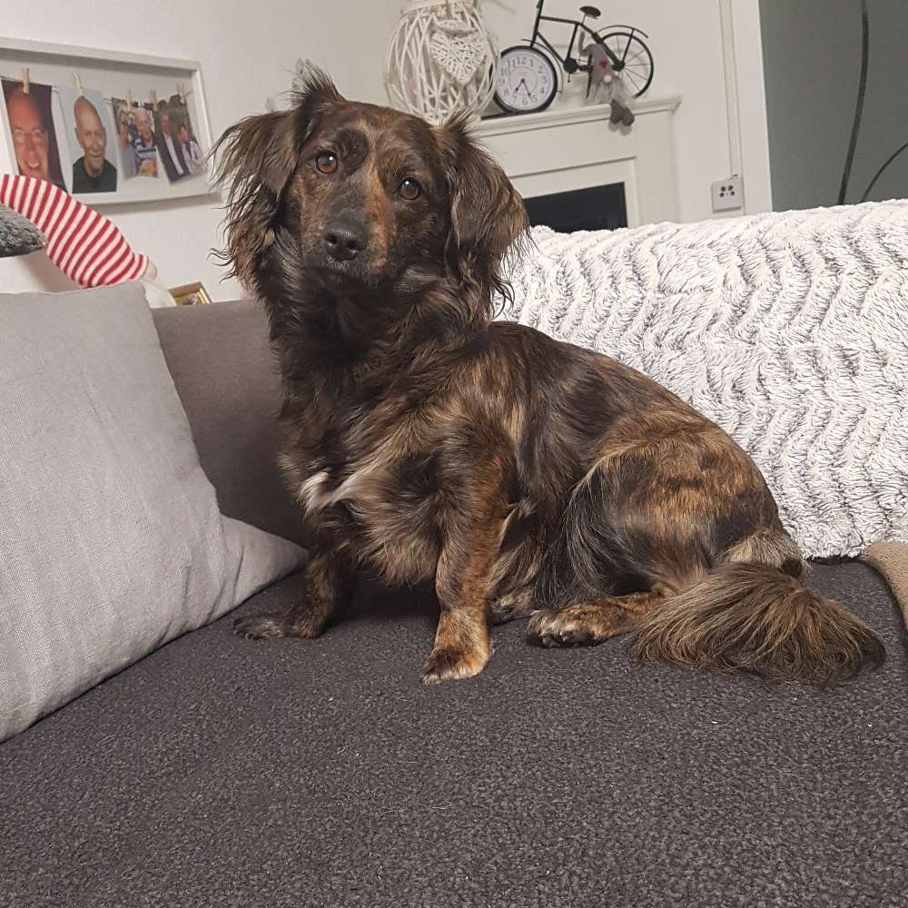 Hundetreffen-Kleine Spiel und Gassipartner-Profilbild