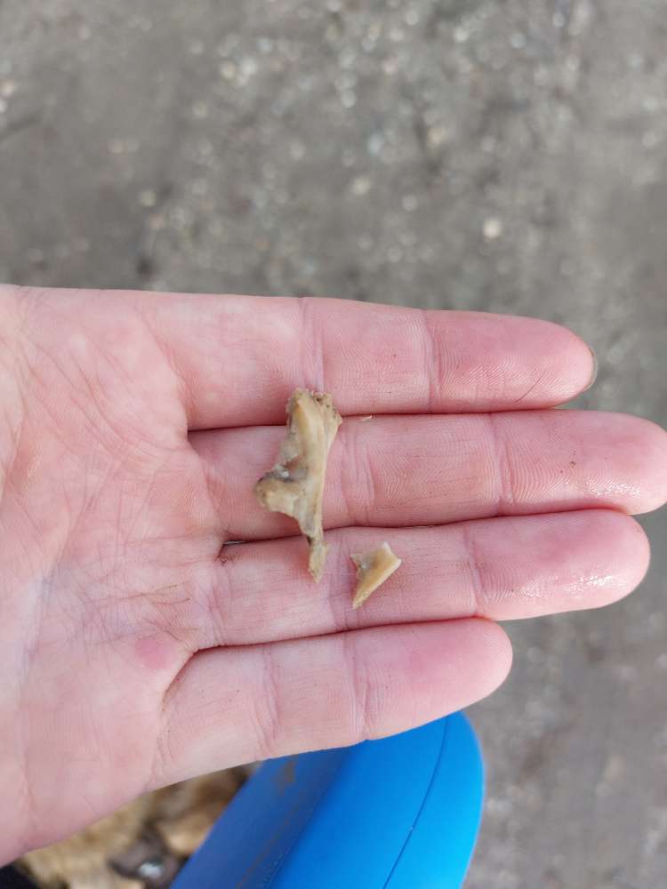 Giftköder-Hühnerknochen / Fleischstücke-Profilbild