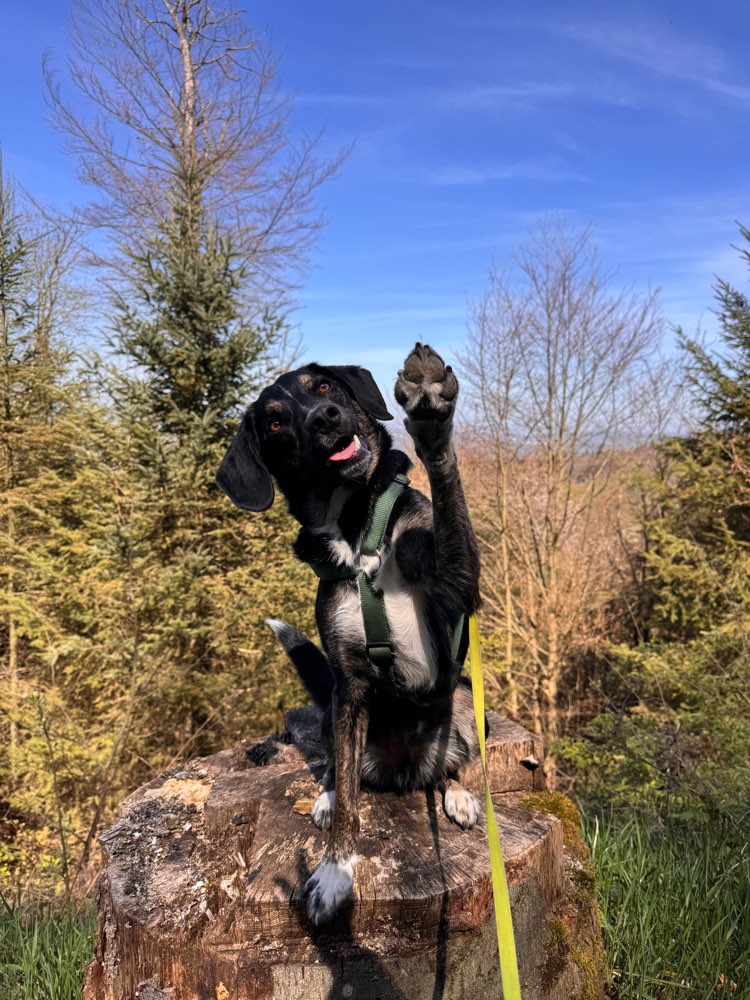 Hundetreffen-Wander-Abenteuer & Trainings-Buddys in Wiesbaden und Umgebung gesucht! 🐾-Profilbild