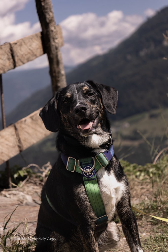 Hundetreffen-Training-Profilbild