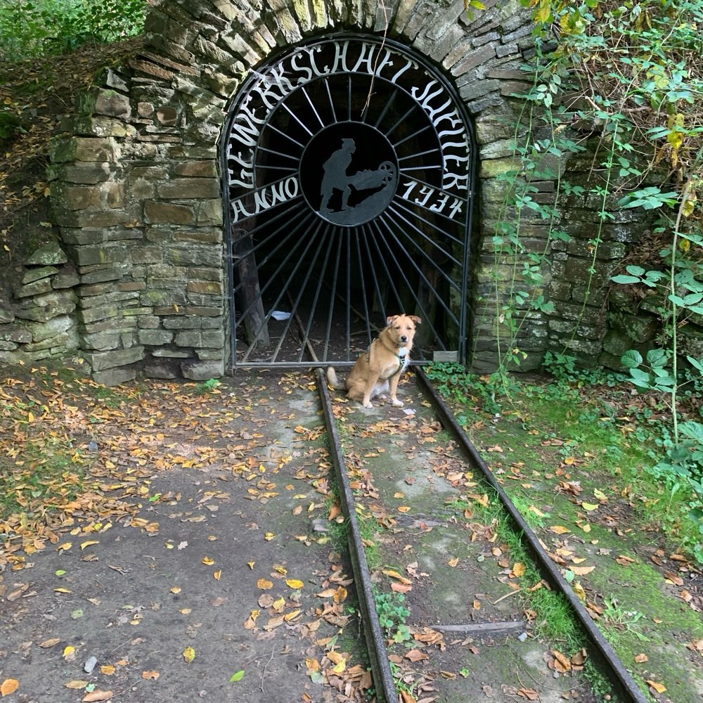 Hundetreffen-Social Walk/Wandern im Muttental-Profilbild