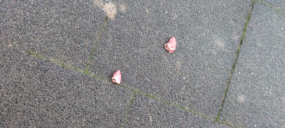 Giftköder-Giftköder Hühnerherzen-Profilbild