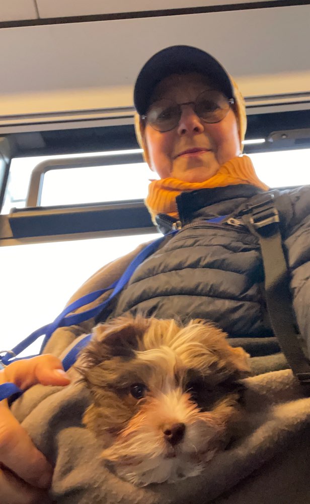 Hundetreffen-Welpentreffen-Profilbild