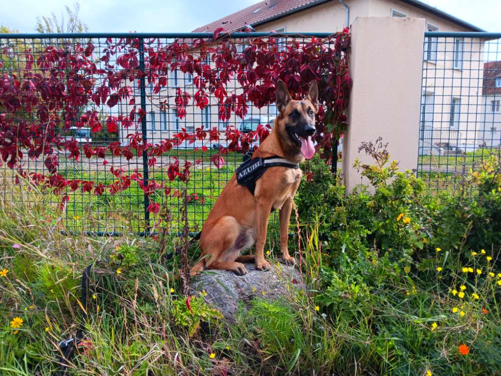 Hundetreffen-Suche Spielpartner-Profilbild