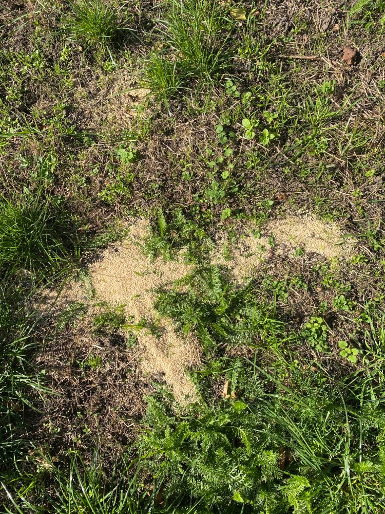 Giftköder-Vermutlich Giftköder-Profilbild