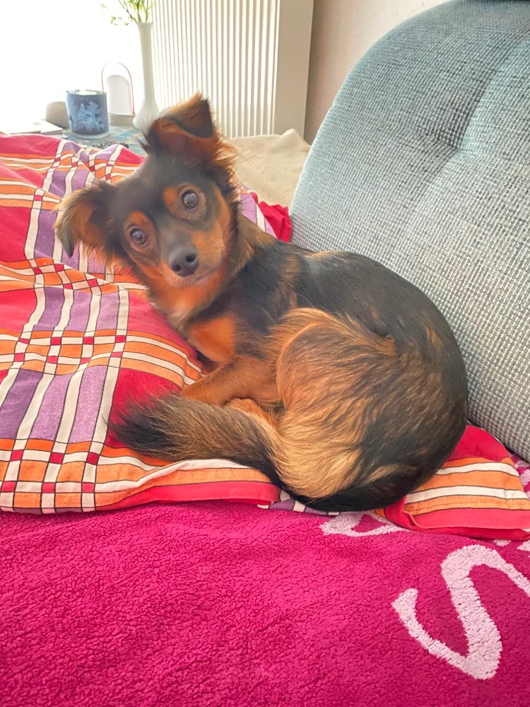 Giftköder-Rattengift-Profilbild