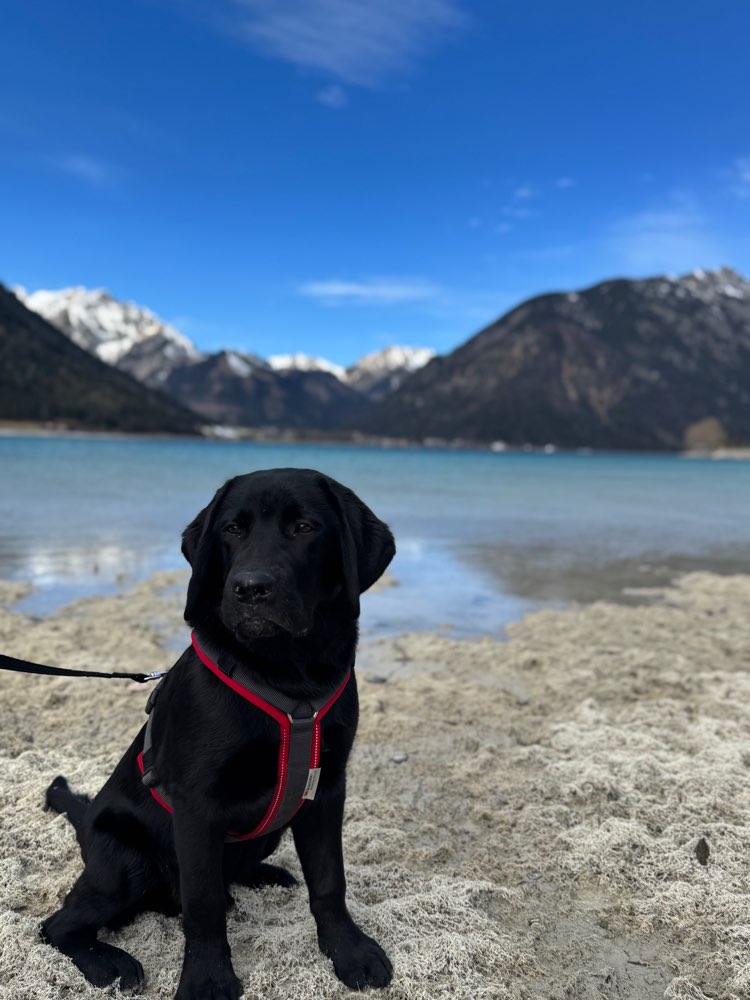 Hundetreffen-Gassirunde und Hundebegegnung-Profilbild