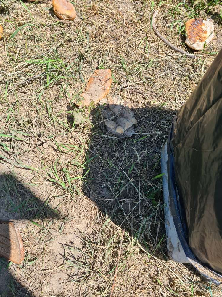 Giftköder-Verschimmeltes Brot-Profilbild