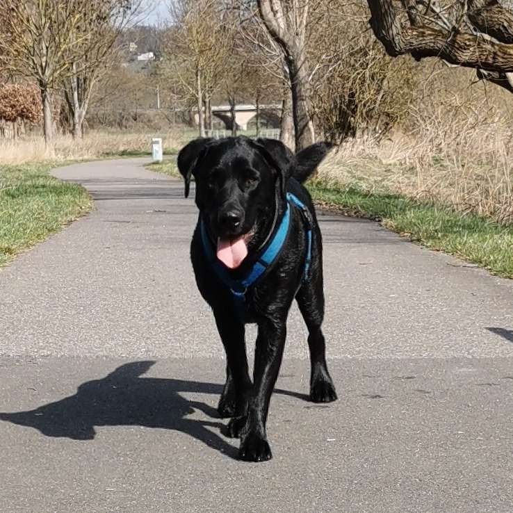 Hundetreffen-Suchen Hundekumpels zum Spielen-Profilbild