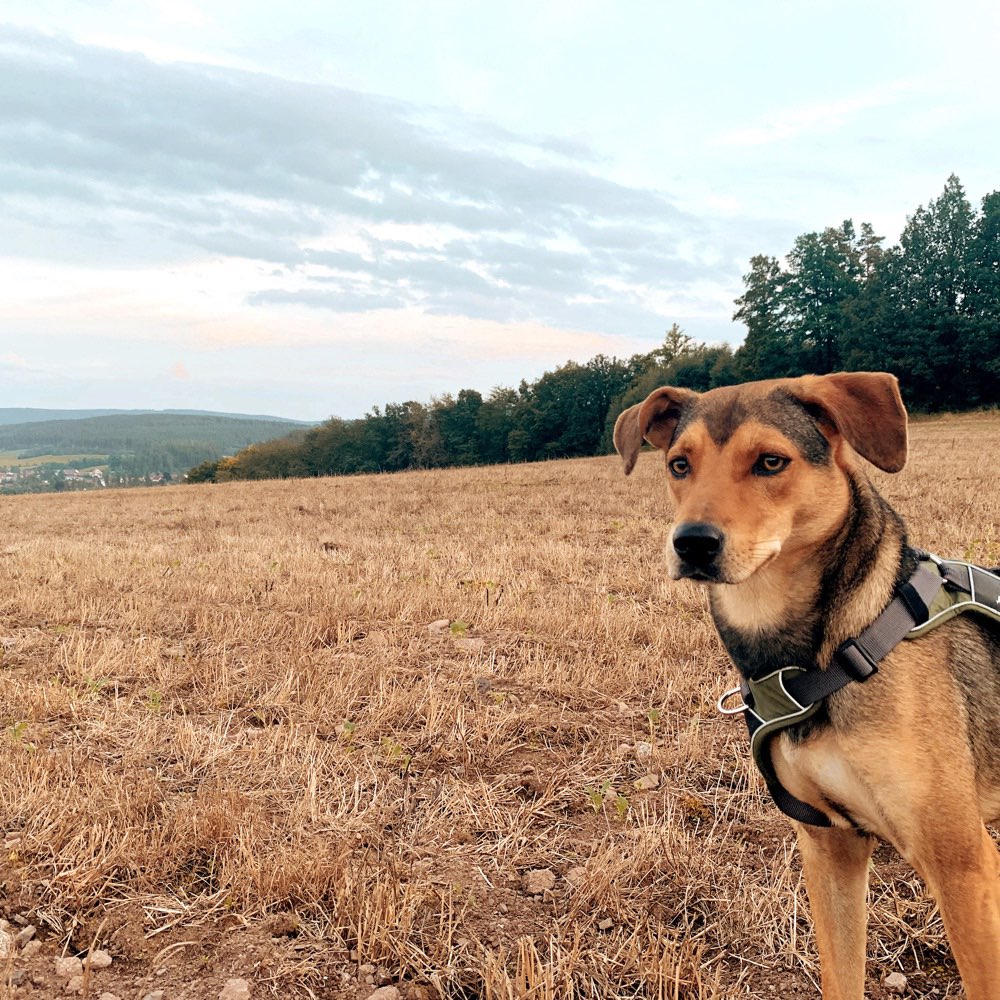 Hundetreffen-Gemeinsames Gassigehen-Profilbild