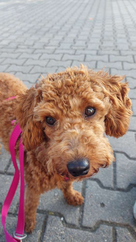Hundetreffen-Pudel und Kleinhunde Freunde gesucht-Profilbild