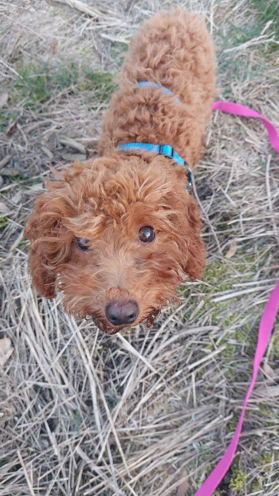 Hundetreffen-Mini Hunde zum Kennenlernen gesucht-Profilbild