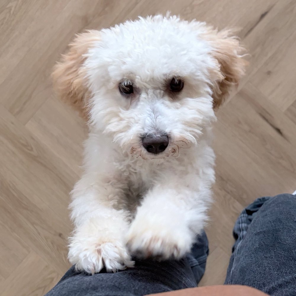 Hundetreffen-Welpentreff spielbuddy in fischach-Profilbild