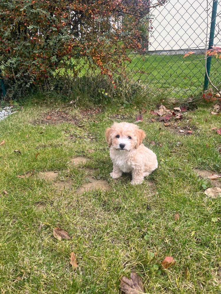 Hundetreffen-Welpentreff spielbuddy in fischach-Profilbild