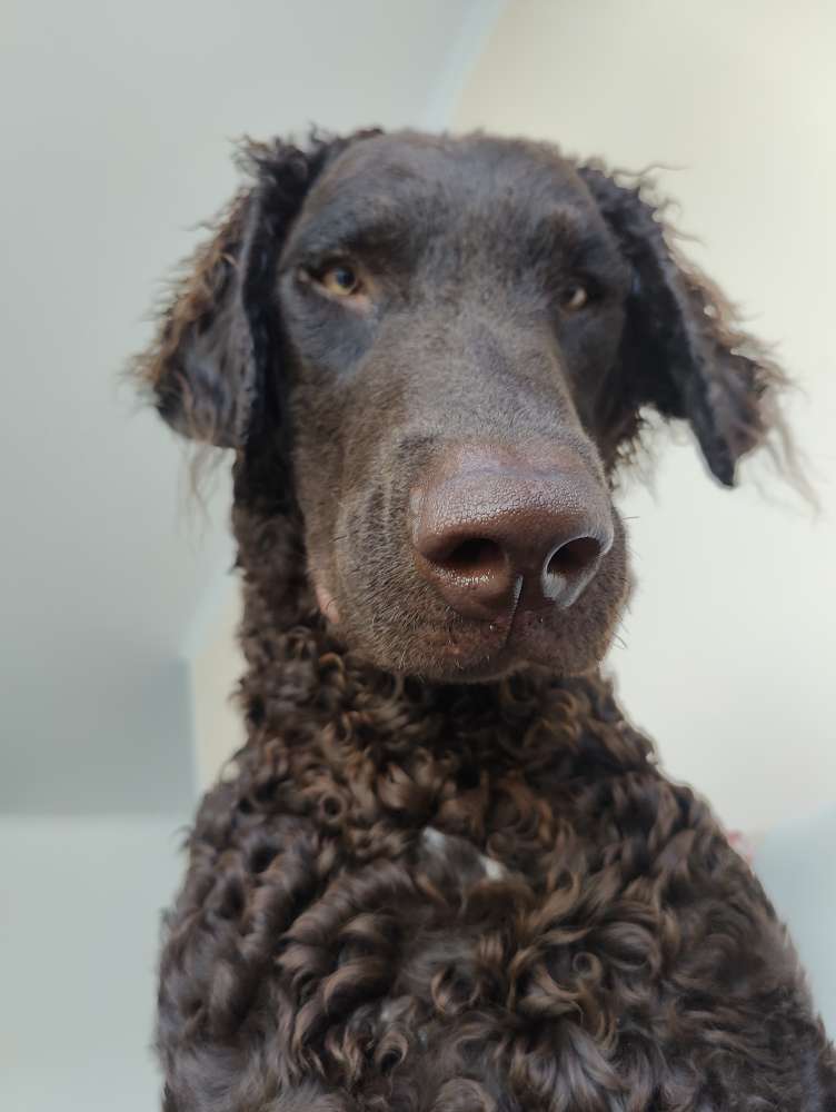 Hundetreffen-Socializing-Profilbild