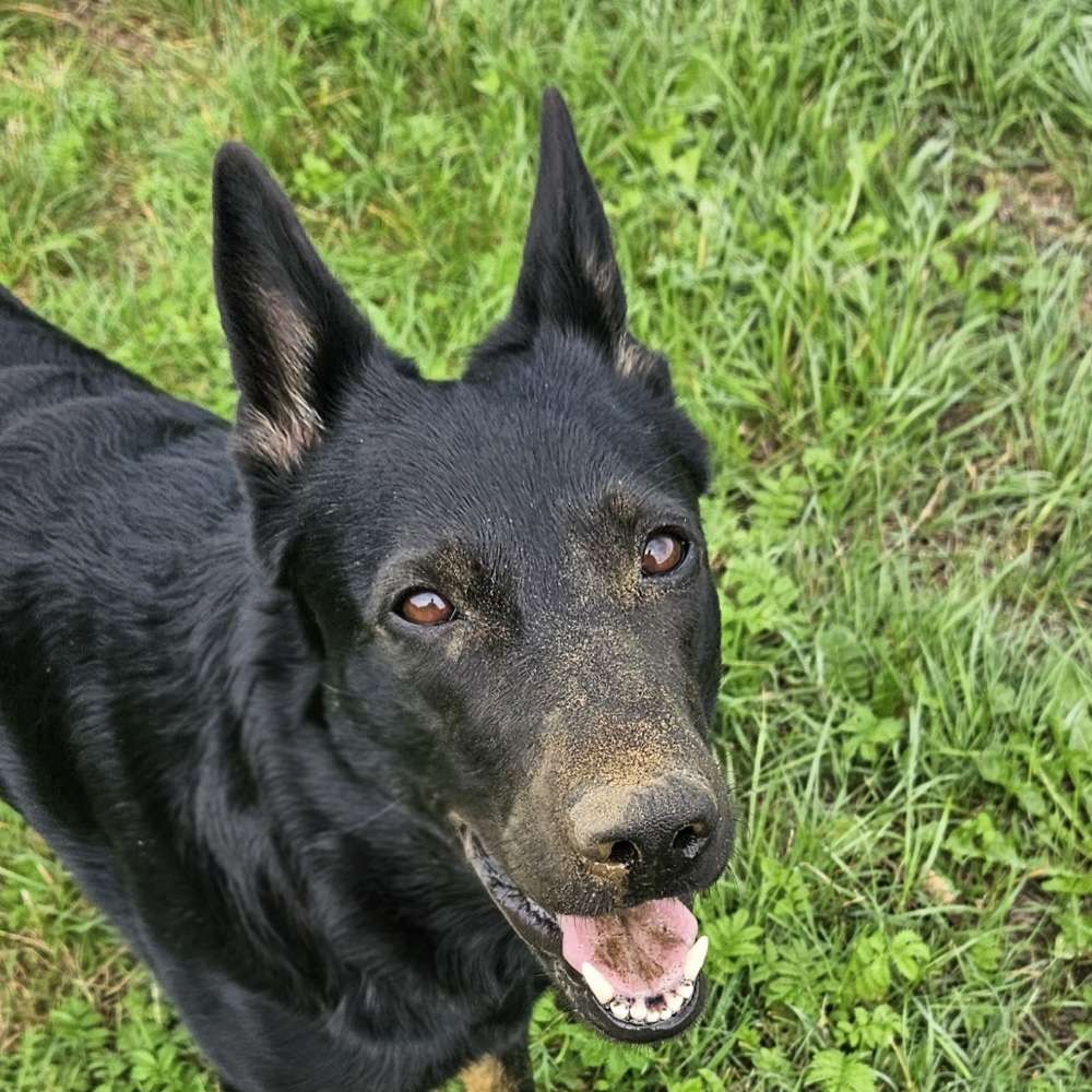 Hundetreffen-Gassi und Trainingspartner-Profilbild