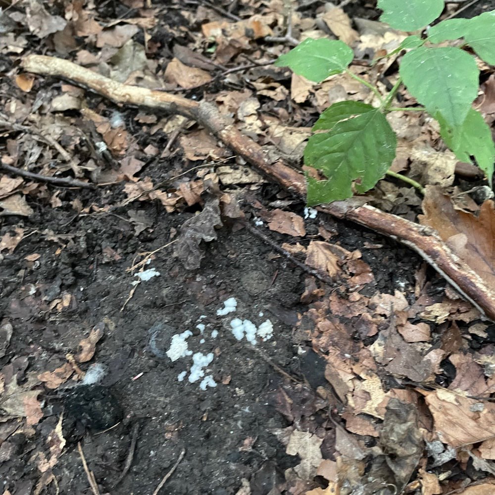 Giftköder-Weißes Pulver-Profilbild