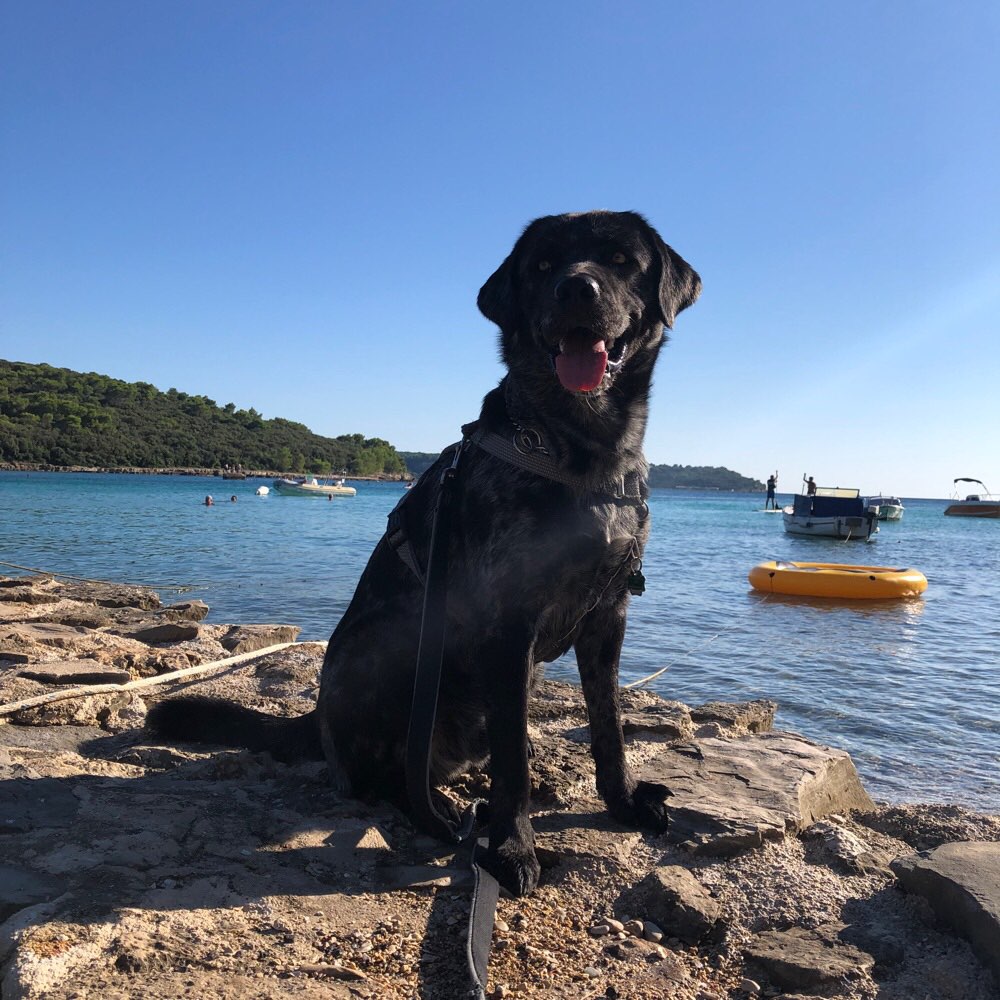 Hundetreffen-Gassi und spieltreff-Profilbild